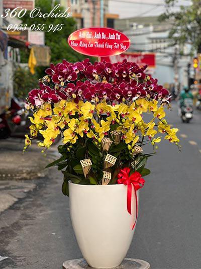 Chậu lan hồ điệp kết hợp 30 cành - Đoàn viên