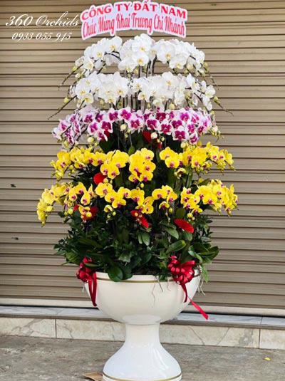 Chậu lan hồ điệp kết hợp 79 cành - Kinh doanh phát tài