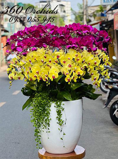 Chậu lan hồ điệp kết hợp - Ánh dương rực rỡ