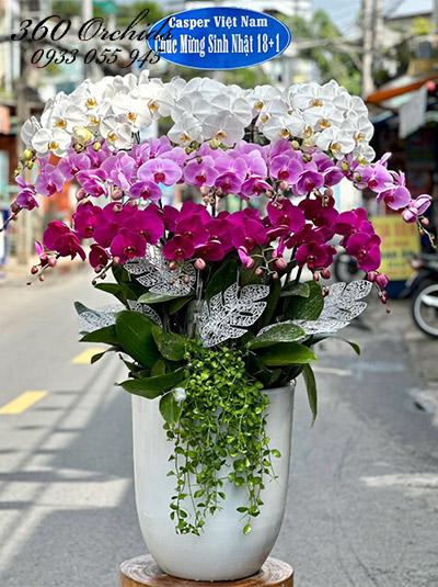 Chậu lan hồ điệp kết hợp - Bước tiến thành công