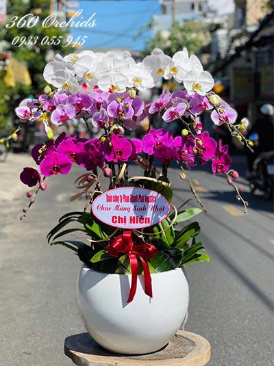 Chậu lan hồ điệp kết hợp - Có em bên đời