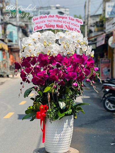 Chậu lan hồ điệp kết hợp - Con đường thành công