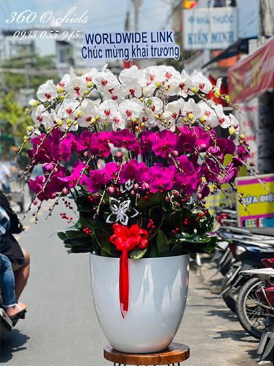 Chậu lan hồ điệp kết hợp - Cung đường hoa