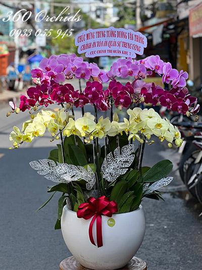 Chậu lan hồ điệp kết hợp - Đa tài anh dũng