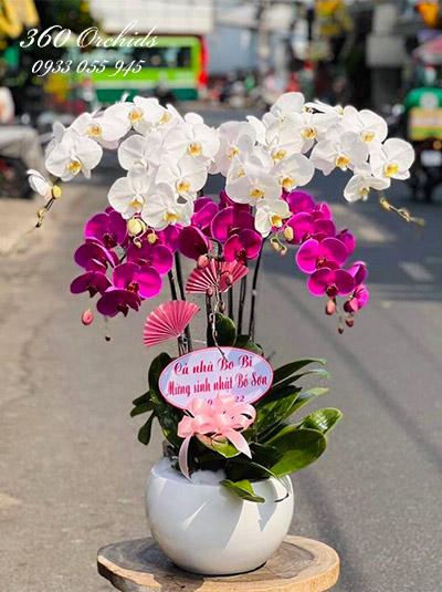 Chậu lan hồ điệp kết hợp - Đầm ấm hạnh phúc