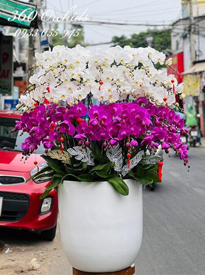 Chậu lan hồ điệp kết hợp - Đánh thức vẻ đẹp