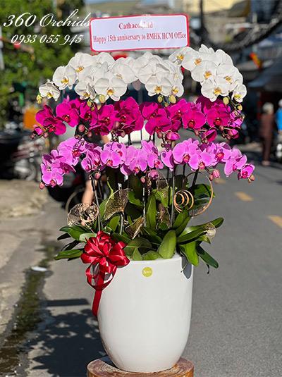 Chậu lan hồ điệp kết hợp - Đỉnh vinh quang
