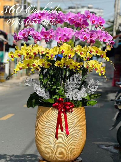 Chậu lan hồ điệp kết hợp - Duyên phúc tràn đầy