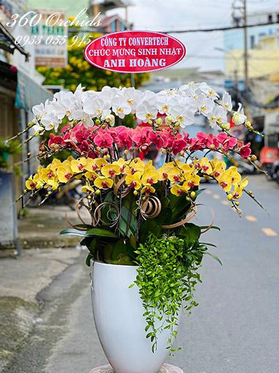 Chậu lan hồ điệp kết hợp - Hạnh phúc ấm êm