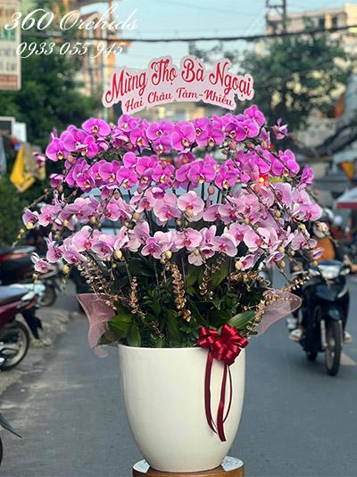 Chậu lan hồ điệp kết hợp - Hạnh phúc đời đời