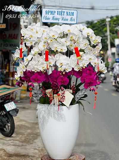Chậu lan hồ điệp kết hợp - Hoan hỉ phát tài