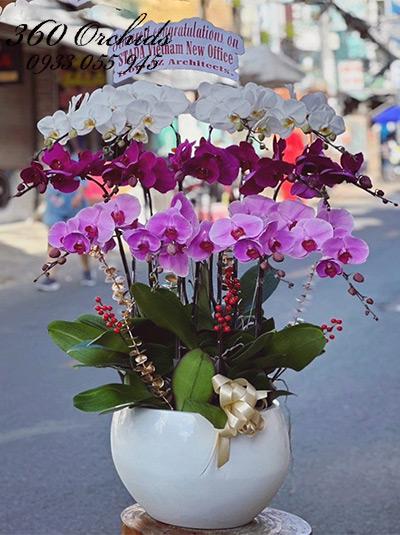 Chậu lan hồ điệp kết hợp - Hưng thịnh