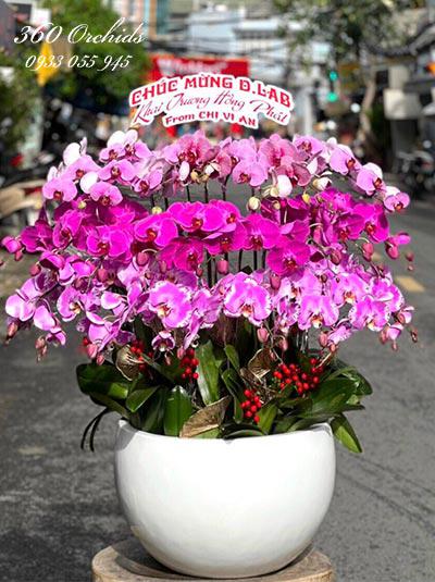 Chậu lan hồ điệp kết hợp - Hương sắc dịu dàng