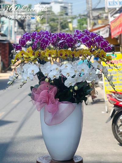 Chậu lan hồ điệp kết hợp - Hương sắc ngọt ngào