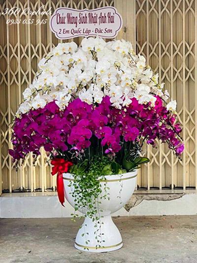 Chậu lan hồ điệp kết hợp - Hương sắc