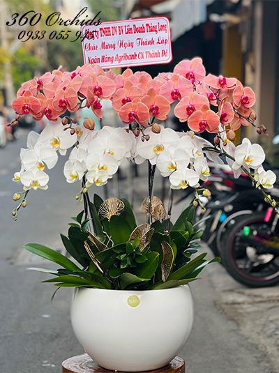 Chậu lan hồ điệp kết hợp - Huy hoàng vang danh