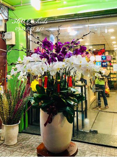 Chậu lan hồ điệp trắng tím - Khát vọng tuổi trẻ
