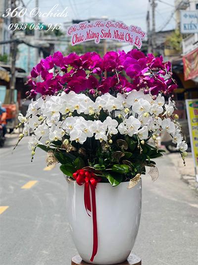 Chậu lan hồ điệp kết hợp - Khát vọng tuổi xanh
