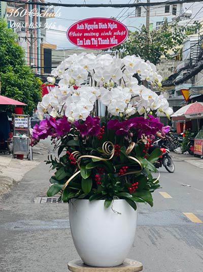 Chậu lan hồ điệp kết hợp - Khoe sắc