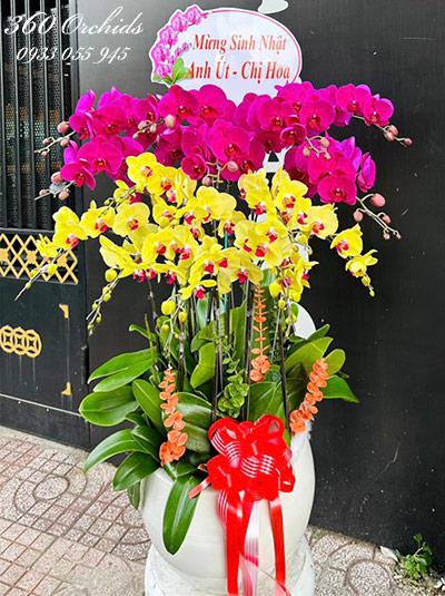 Chậu lan hồ điệp kết hợp - Khoe sắc rạng ngời