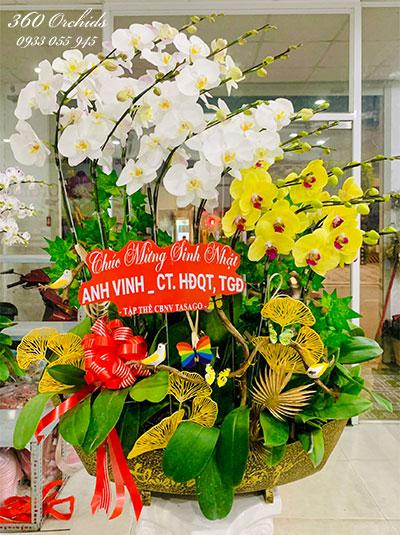 Chậu lan hồ điệp kết hợp - Khởi sắc muôn hoa