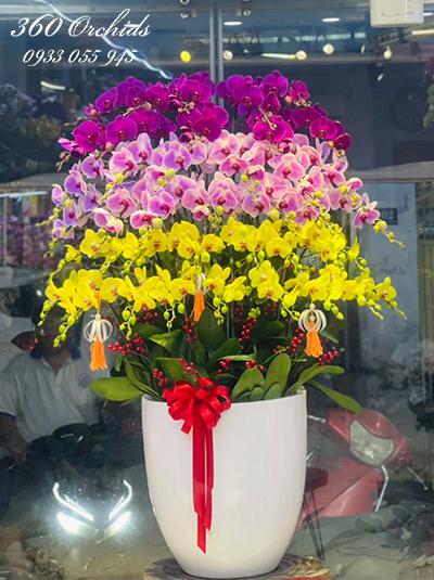 Chậu lan hồ điệp kết hợp - Phố ngàn hoa