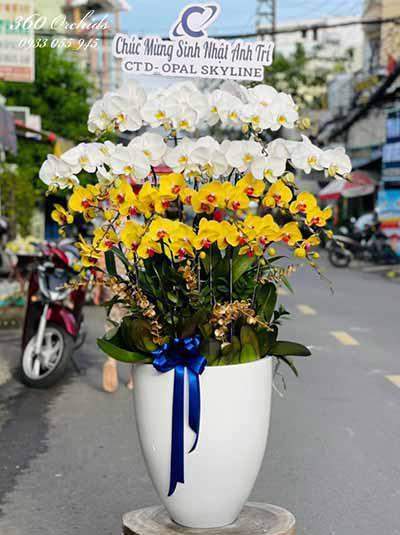 Chậu lan hồ điệp kết hợp - Ngày khởi sắc