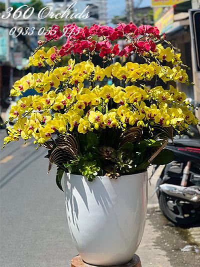 Chậu lan hồ điệp kết hợp - Lộc tài như ý