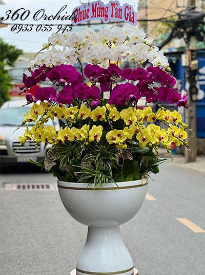 Chậu lan hồ điệp kết hợp - Lộc vào nhà