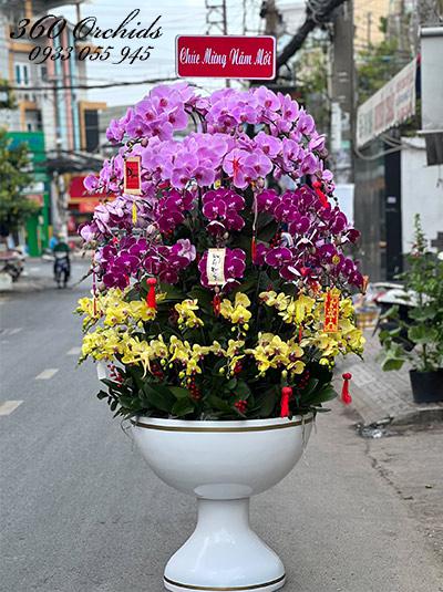 Chậu lan hồ điệp kết hợp - Lộc về đón xuân