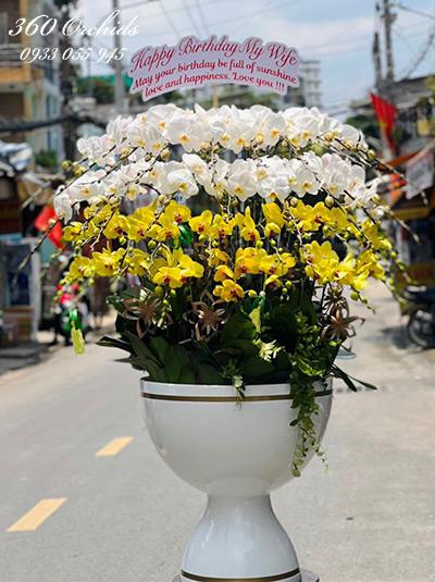 Chậu lan hồ điệp kết hợp - Love and Happiness