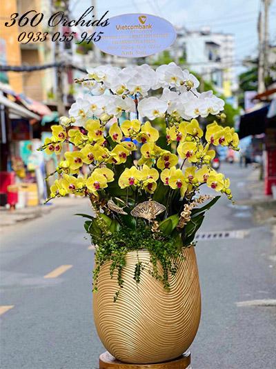 Chậu lan hồ điệp kết hợp - Mệnh phú quý
