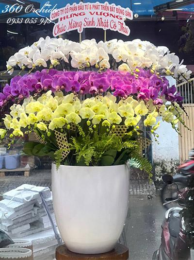 Chậu lan hồ điệp kết hợp - Muôn màu muôn sắc