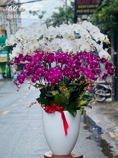 Chậu lan hồ điệp kết hợp - Mỹ cảnh