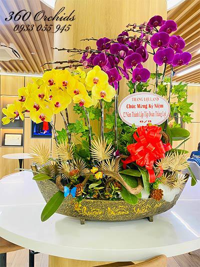Chậu lan hồ điệp kết hợp - Nét lịch lãm