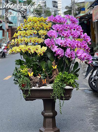 Chậu lan hồ điệp kết hợp - Phú quý cát tường