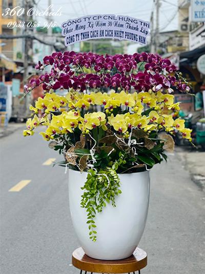 Chậu lan hồ điệp kết hợp - Phú quý đại cát
