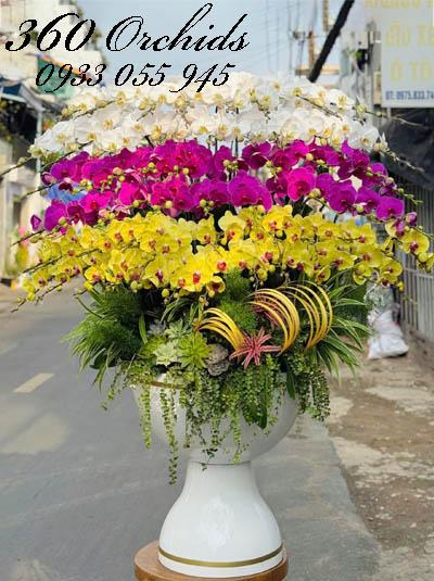 Chậu lan hồ điệp kết hợp - Phúc lộc đầy tay