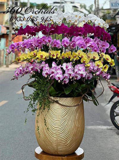 Chậu lan hồ điệp kết hợp - Phúc lộc vẹn tròn