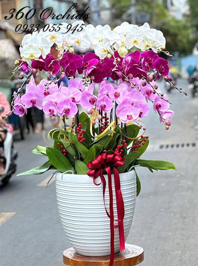 Chậu lan hồ điệp kết hợp - Sắc đẹp ngọc ngà