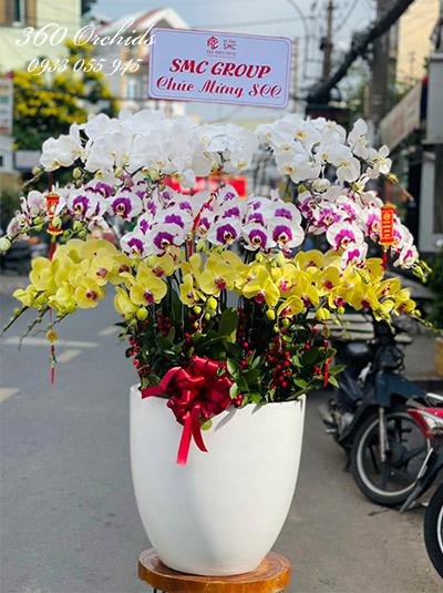 Chậu lan hồ điệp kết hợp - Sắc đẹp vĩnh cửu