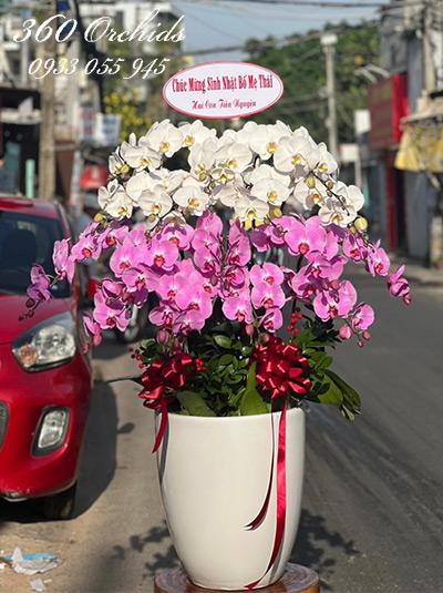 Chậu lan hồ điệp kết hợp - Sắc hoa rạng ngời