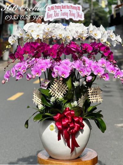 Chậu lan hồ điệp kết hợp - Sắc hoa tuyệt phối