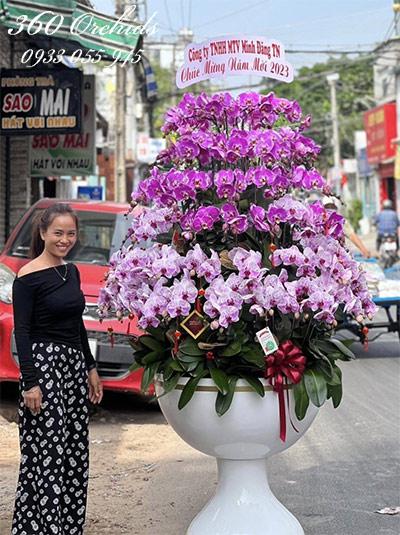 Chậu lan hồ điệp kết hợp - Sắc hoa tuyệt vời
