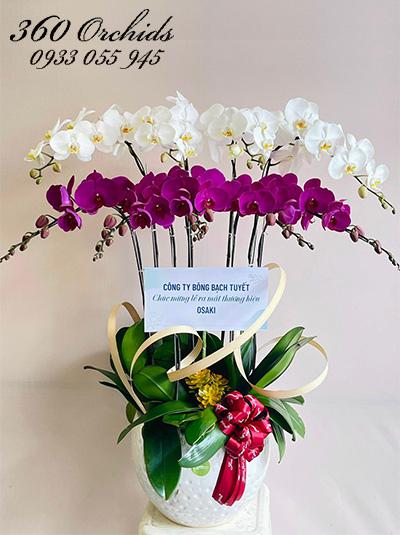 Chậu lan hồ điệp kết hợp - Sắc hương hội tụ
