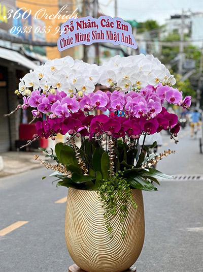 Chậu lan hồ điệp kết hợp - Song phương lộc đến