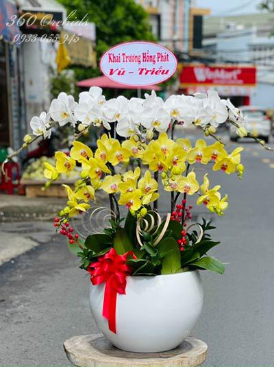 Chậu lan hồ điệp kết hợp - Sự đột phá