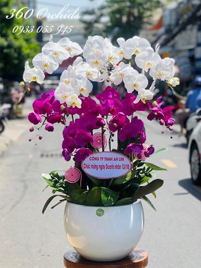 Chậu lan hồ điệp kết hợp - Sự nghiệp đại thắng