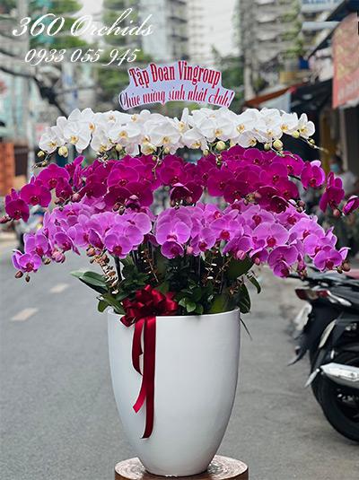 Chậu lan hồ điệp kết hợp - Tài lộc tìm đến