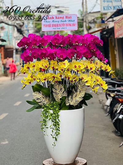 Chậu lan hồ điệp kết hợp - Tài sắc vẹn toàn